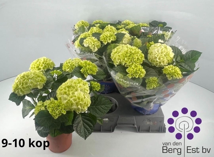 <h4>HYDR M SAX BRI WHITE</h4>