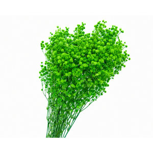 Dried Bleached Gypso Xlence Green