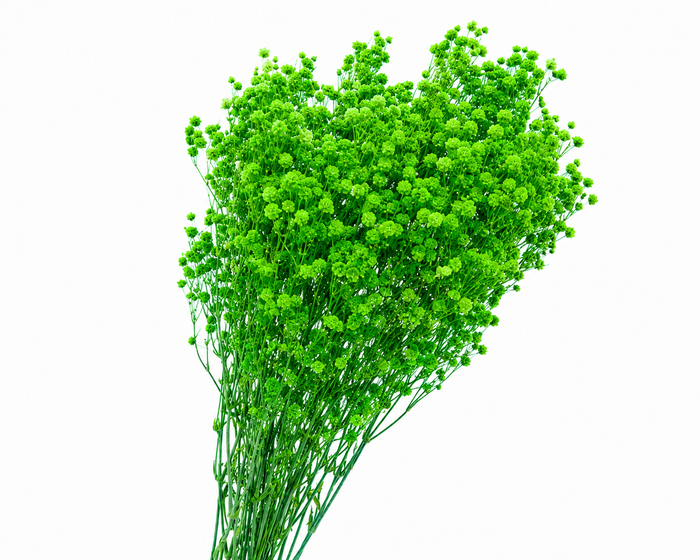 <h4>Dried Bleached Gypso Xlence Green</h4>