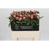 Paeonia Sarah Bernhardt