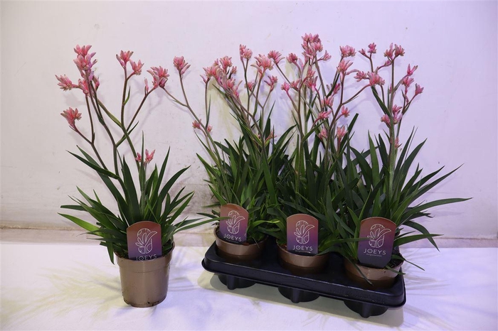 <h4>Anigo Ov Pink</h4>