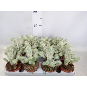 Euphorbia mammillaris