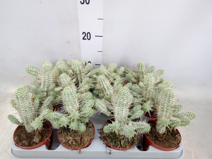 <h4>Euphorbia mammillaris</h4>