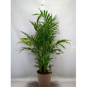 Chamaedorea cataractarum