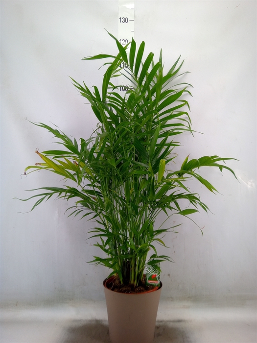 <h4>Chamaedorea cataractarum</h4>