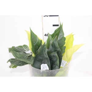MACO FOLHAGEM PHILODENDRON VARIADO