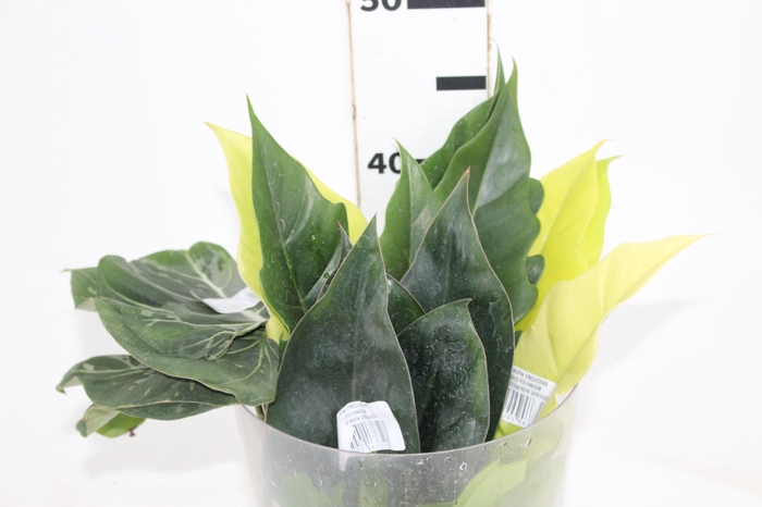 <h4>MACO FOLHAGEM PHILODENDRON VARIADO</h4>