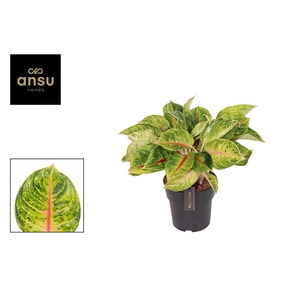 Aglaonema Iguana Red