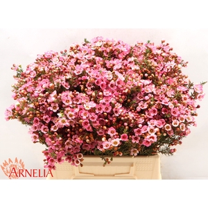 Chamelaucium Sarah's Delight