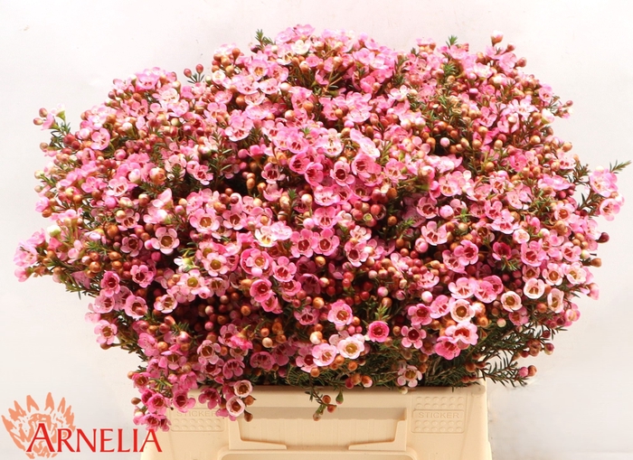 <h4>Chamelaucium Sarah's Delight</h4>
