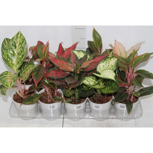 AGLAONEMA VARIADA P12