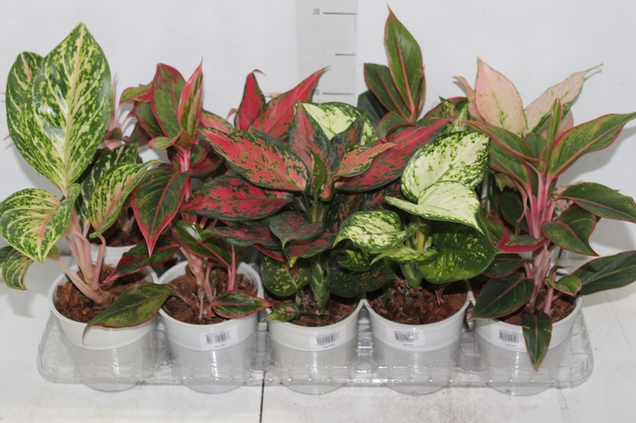 <h4>AGLAONEMA VARIADA P12</h4>