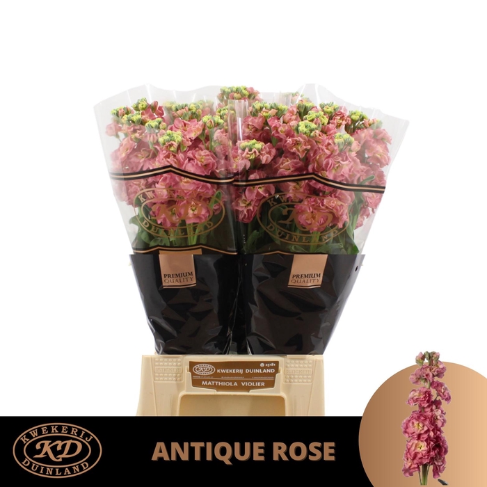 <h4>Matth Stox Rose Pink</h4>