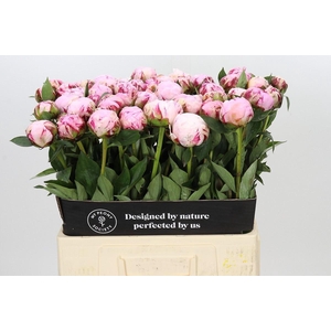 PAEONIA LACT. 'SARAH BERNHARDT'