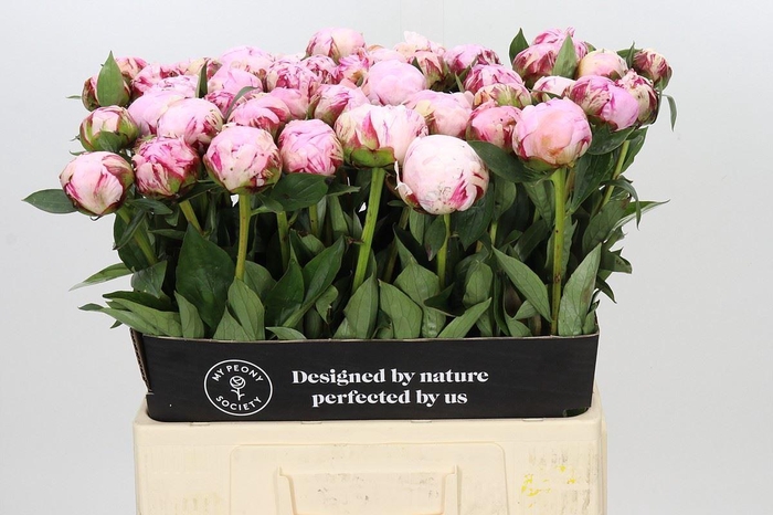 <h4>PAEONIA LACT. 'SARAH BERNHARDT'</h4>