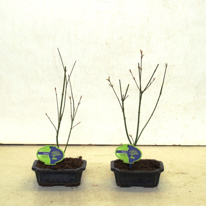 <h4>Acer palmatum "orange dream"</h4>