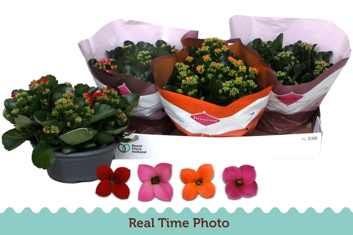 <h4>KAL EN GEM 4 KL</h4>