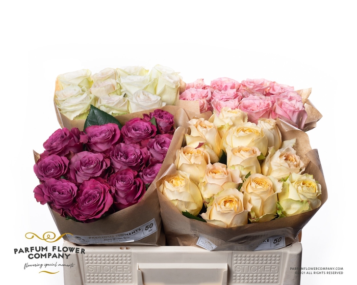 <h4>Rosa Garden Mix Alexandra</h4>