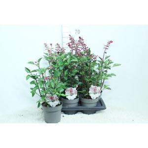 Salvia   ...