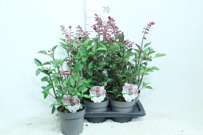 <h4>Salvia   ...</h4>