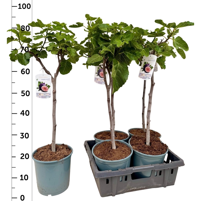 <h4>FICUS CARICA</h4>
