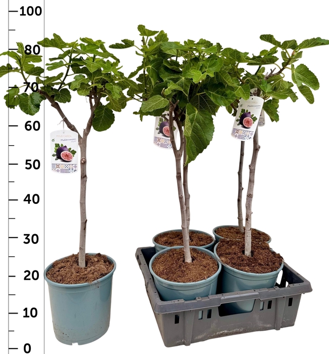 FICUS CARICA