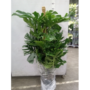 Monstera   ...