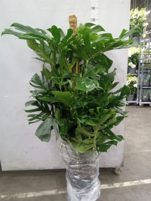 <h4>Monstera   ...</h4>