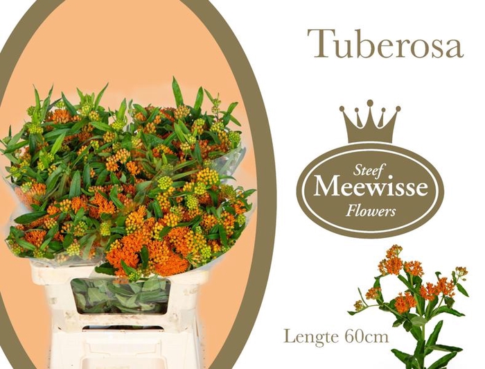<h4>Asclepia Tuberosa Steef Meewisse</h4>