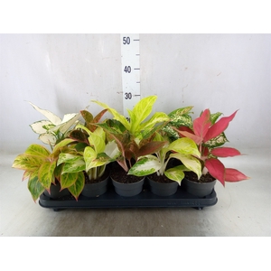 Aglaonema   ...