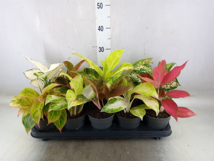 <h4>Aglaonema   ...</h4>