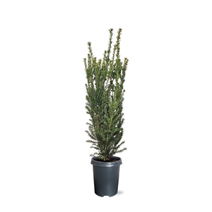 Taxus media 'Hillii' (zonder etiket)