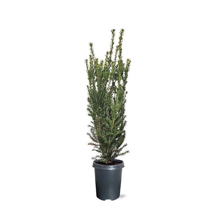 <h4>Taxus media 'Hillii' (zonder etiket)</h4>
