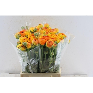 Ran Aazur Orange Stripe