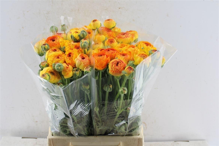 <h4>Ran Aazur Orange Stripe</h4>