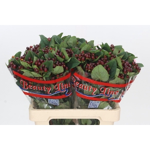 Hypericum x inodorum Globo Burgundy