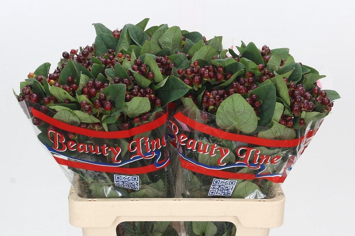 <h4>Hypericum x inodorum Globo Burgundy</h4>