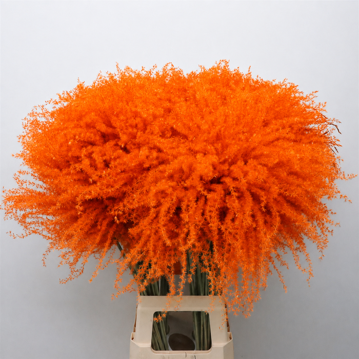 <h4>Dried Stipa Feather Orange</h4>