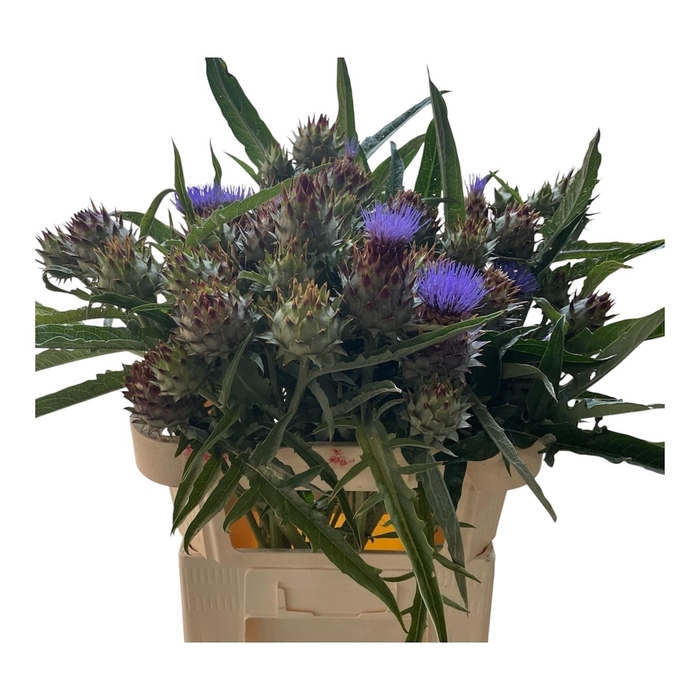 <h4>Cynara Cardunculus</h4>