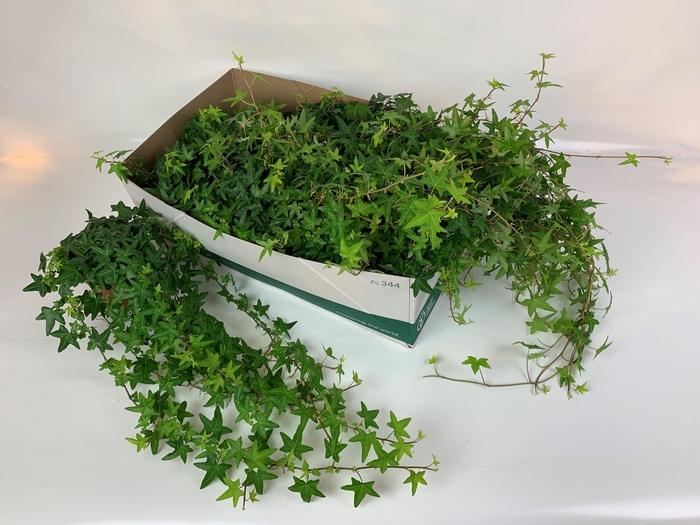 <h4>HED HE JACOBINE</h4>