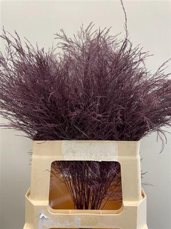 <h4>Treefern Cassis</h4>