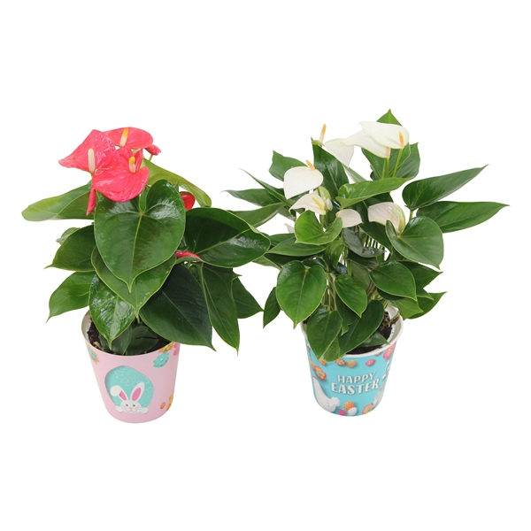 <h4>Anthurium Flamingomix 12cm in kartonnen paascover/pasen</h4>