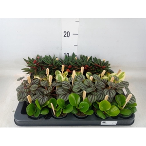 Peperomia   ...mix