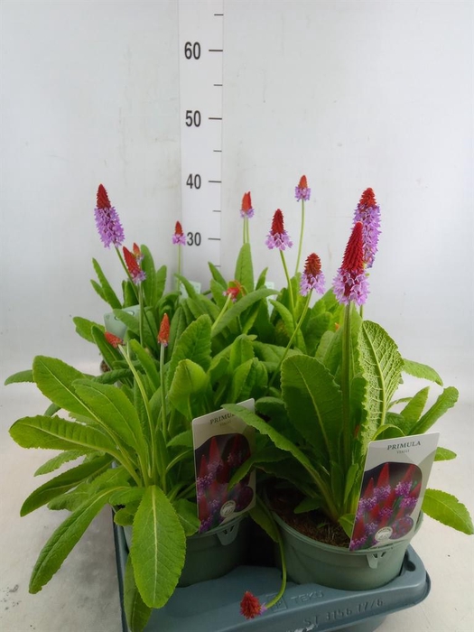 <h4>Primula vialii</h4>