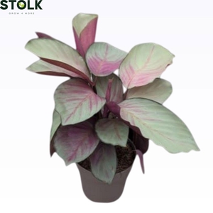 Calathea 14cm 'Silver plate'