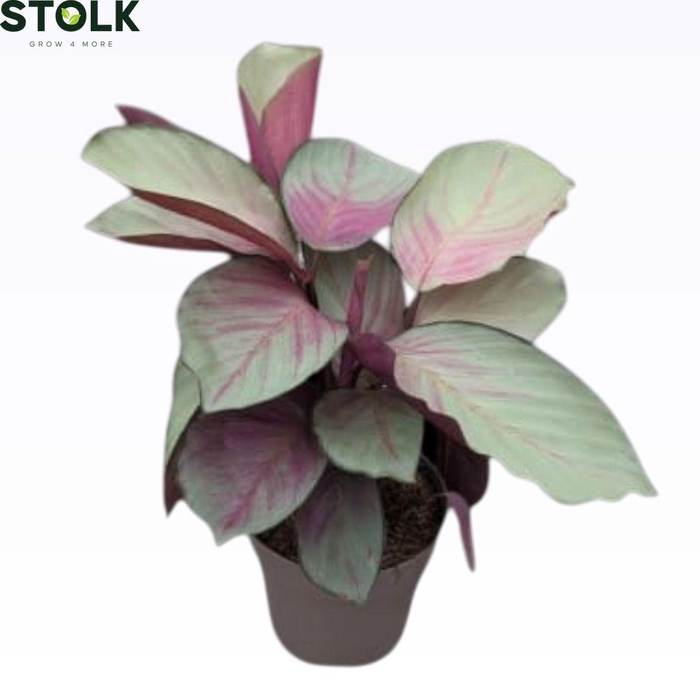 <h4>Calathea 14cm 'Silver plate'</h4>