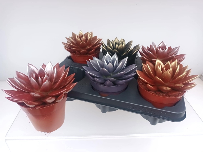 <h4>ECHEV MIRANDA</h4>