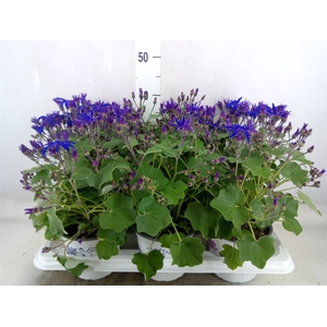 Pericallis CR 'Senetti Blue Deep'