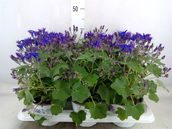 <h4>Pericallis CR 'Senetti Blue Deep'</h4>