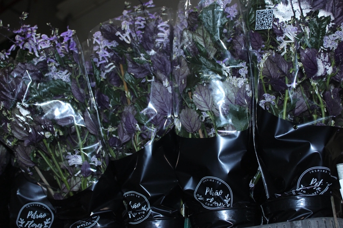 <h4>PLECTRANTHUS P14</h4>